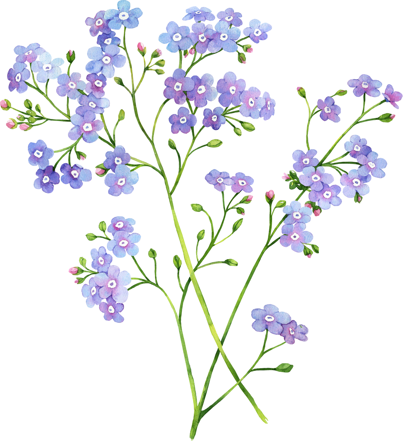 Forget Me Not Flower 